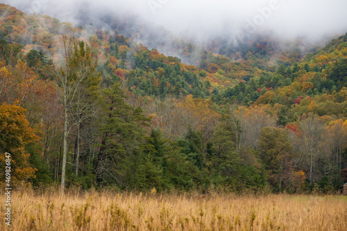 Forest in autumn with fog in the mountains