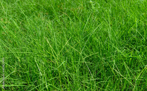 Green grass on a grass blurry background in the park .