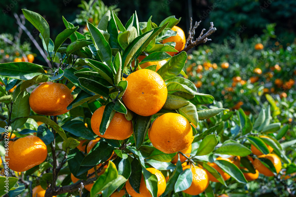 fresh Satsuma orange fresh Satsuma orange