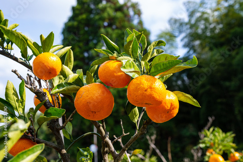 fresh Satsuma orange 