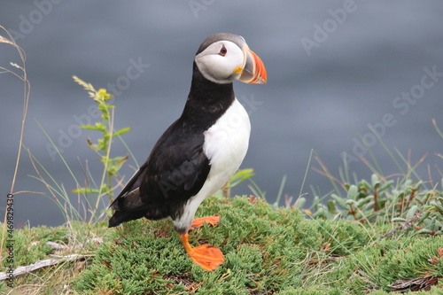 The Puffin