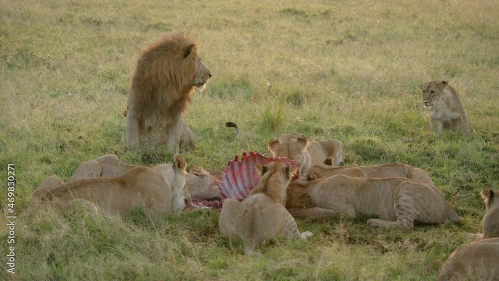 Lion pride feeding on bloody carcass; circle of life in Africa