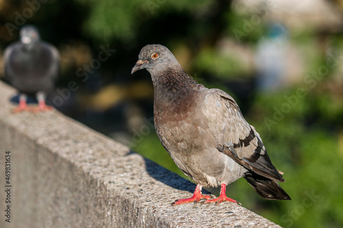 Pretty pigeon in the park 