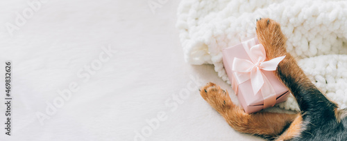 The little puppy's paws are holding a holiday gift with a large pink bow. Holiday concept humor funny animals