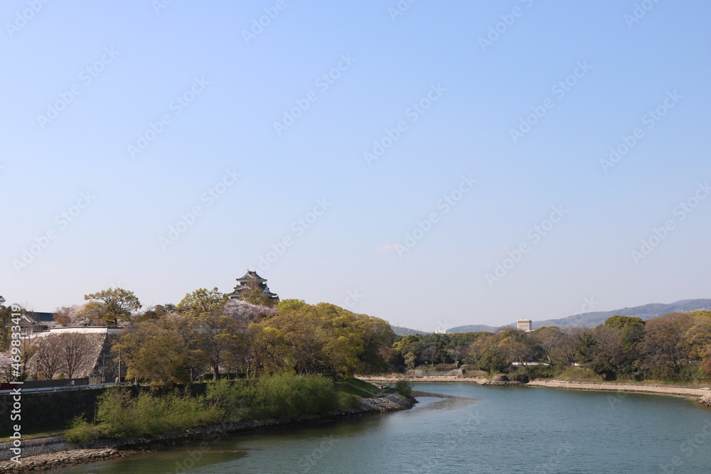 旭川さくらみちの桜並木