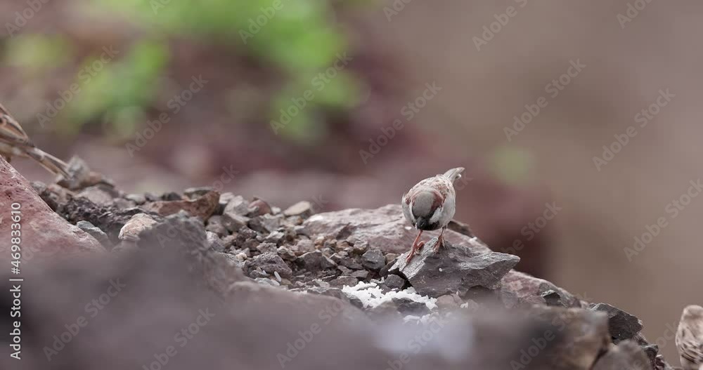 small flock of house sparrows sit on rock and feed wide shot small flock of house sparrows sit on rock and feed wide shot