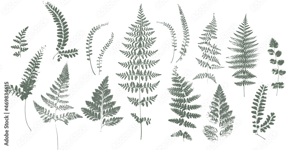 Set of dried herbs and natural plants and bees - herbarium logo collection on white background Set of dried herbs and natural plants and bees - herbarium logo collection on white background