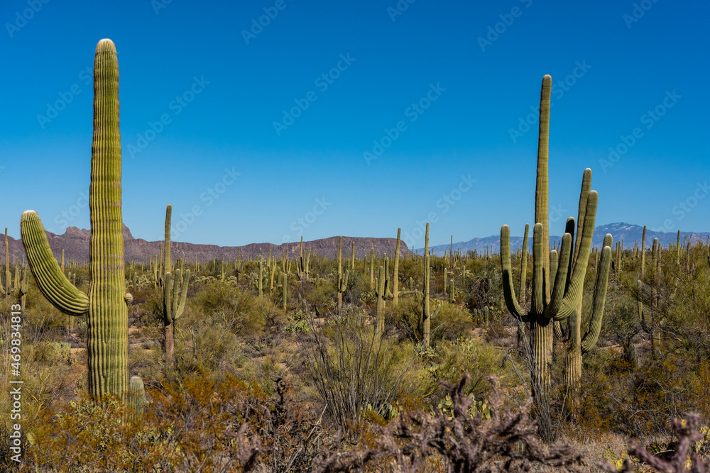 Saguaro Cacti Cover the Scene