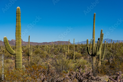 Saguaro Cacti Cover the Scene © kellyvandellen