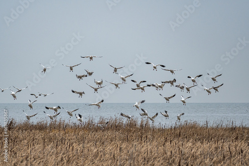 a flock of snow geese prepare to land at the edge of the wetland close by the river on an overcast day
