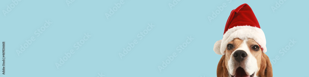 Cute dog in Santa hat on blue background with space for text Cute dog in Santa hat on blue background with space for text