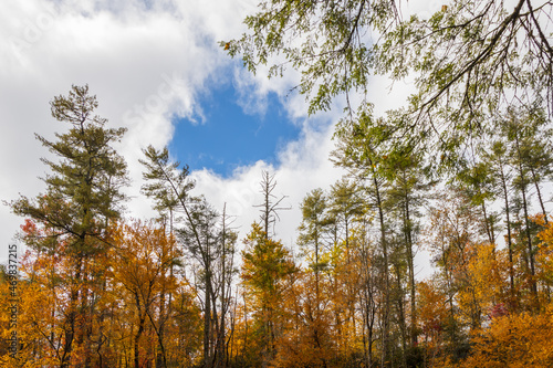 Tall trees with yellow fall foliage with blue sky background 