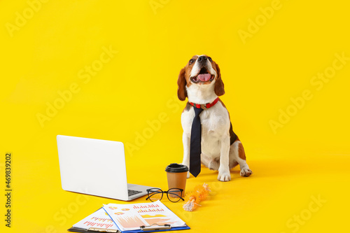 Funny Beagle dog in necktie with laptop and cup of coffee on yellow background