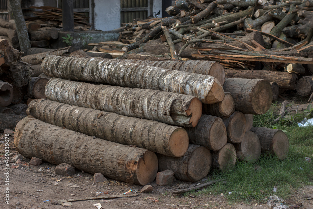 Few tree trunk Log pile, the logging timber forest wood industry. Few tree trunk Log pile, the logging timber forest wood industry.