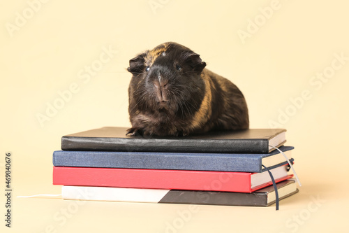 Cute guinea pig with notebooks on beige background photo