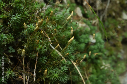 Hair cup moss with the capsules on the slope in the forest. 