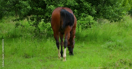 Grazing brown horse on the grass during a sunny day.