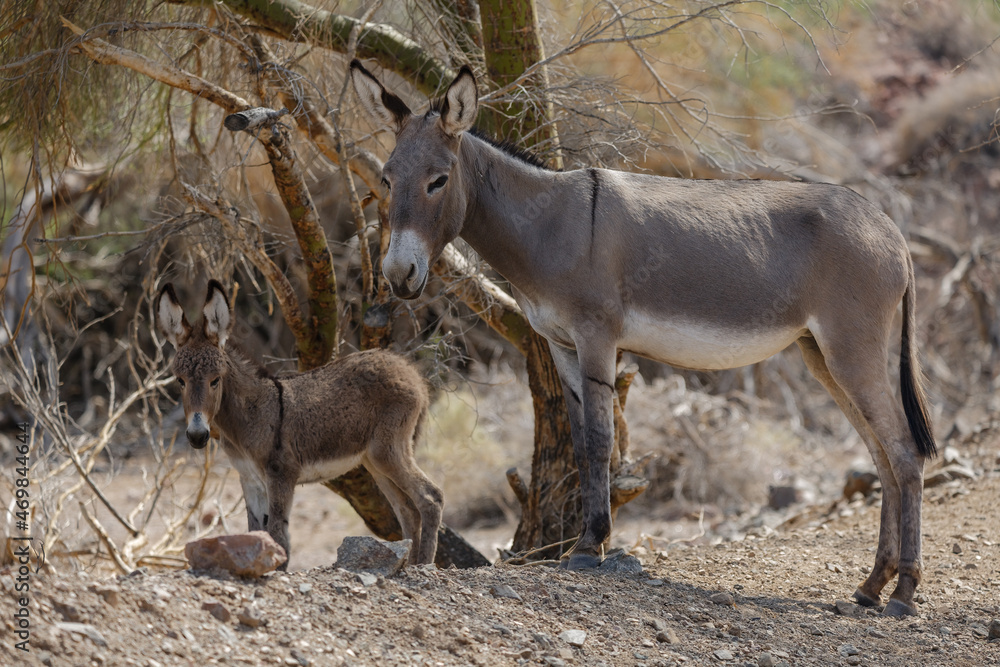 wild burro in the Arizona desert
