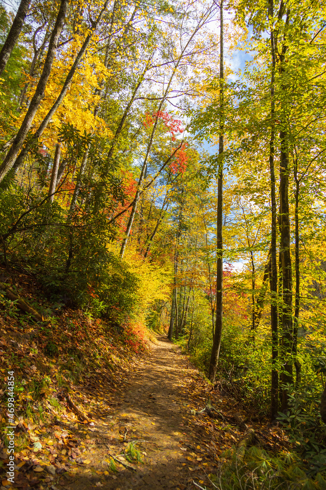 Hiking Trail through the forest
