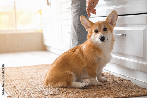 Cute Corgi dog with owner i...