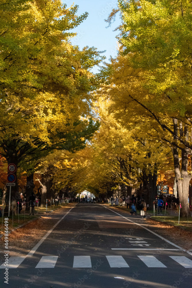 紅葉の並木道