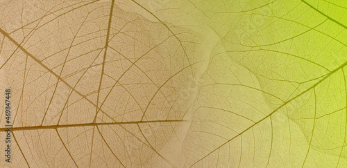 Close-up of a leaf. skeleton leaf leaves with a transparent shape .the leaves look abstract from nature and have a pattern at seamless background .beautiful colors for text and advertising photo