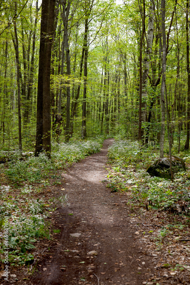 A hiking trail in an Ontario Provincial Park. A hiking trail in an Ontario Provincial Park.