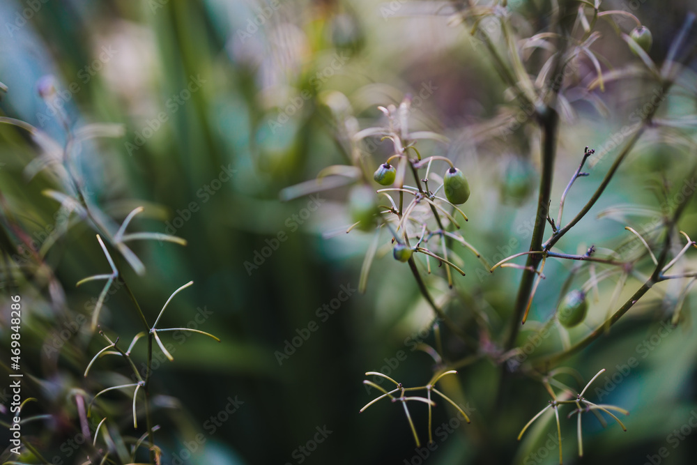 native Australian dianella tasmanica blue flax lily grass with berries outdoor in beautiful tropical backyard native Australian dianella tasmanica blue flax lily grass with berries outdoor in beautiful tropical backyard