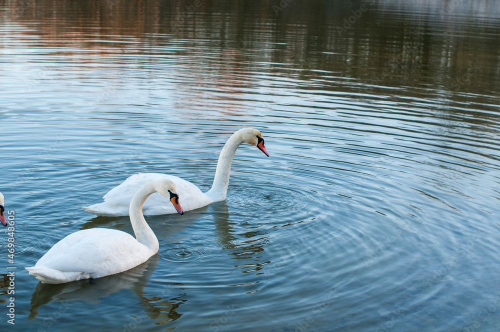Fototapeta premium white swans group on the lake swim well under the bright sun