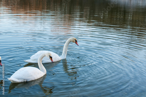 white swans group on the lake swim well under the bright sun