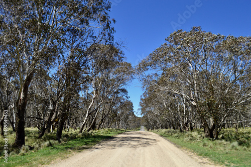 A road in the New England National Park between Dorrigo and Armidale, NSW photo