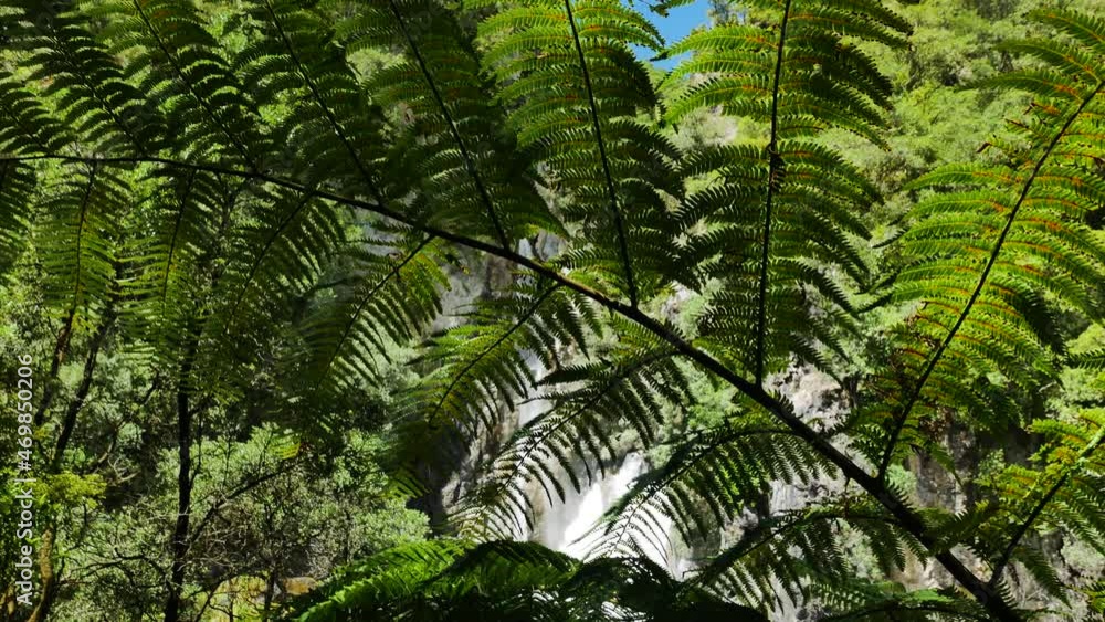 Beautiful Fern tree with green leaves and splashing waterfall in background - National Park ,New Zealand - Pan shot Beautiful Fern tree with green leaves and splashing waterfall in background - National Park ,New Zealand - Pan shot