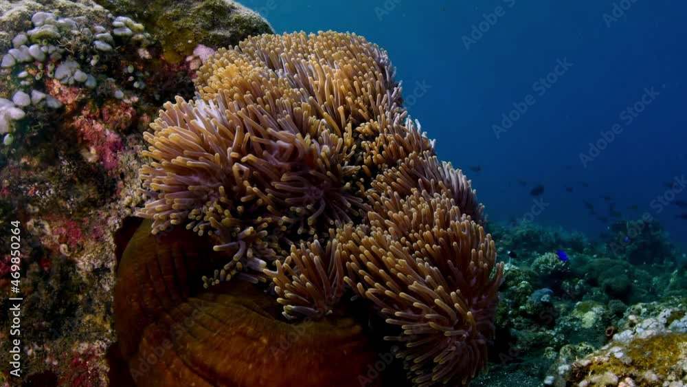 custom made wallpaper toronto digitalA family of False Clown Anemonfish (Western Clownfish) - Amphiprion ocellaris living in an anemone. Underwater world of Tulamben, Bali, Indonesia.