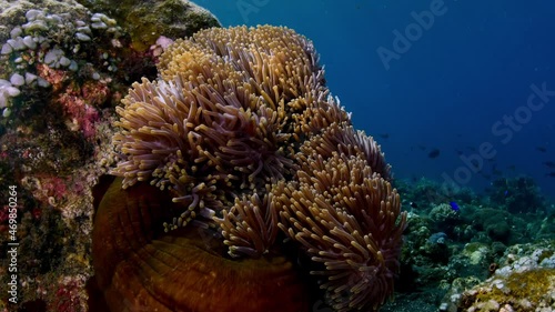 Wallpaper Mural A family of False Clown Anemonfish (Western Clownfish) - Amphiprion ocellaris living in an anemone. Underwater world of Tulamben, Bali, Indonesia. Torontodigital.ca