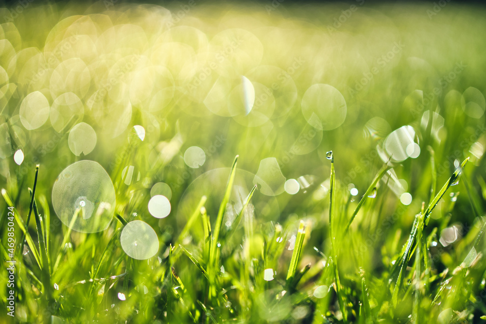 Fresh green grass with dew drops in morning sunny lights. Beautiful nature landscape with water droplets. Green grass abstract blurred background. beautiful juicy young grass in sunlight rays. green