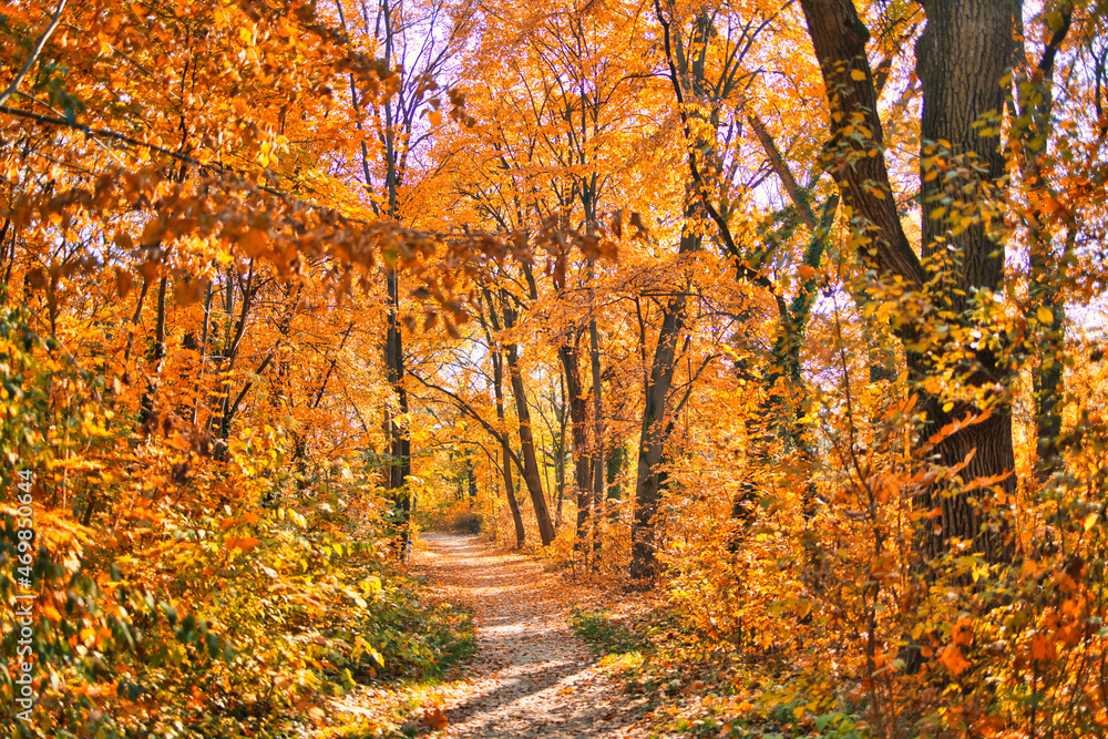 Fototapeta premium Colorful trees and rural road in deep autumn forest, natural background. Morning mist, soft sunlight, peaceful majestic autumnal forest trail. Amazing nature landscape, freedom adventure mountain pass