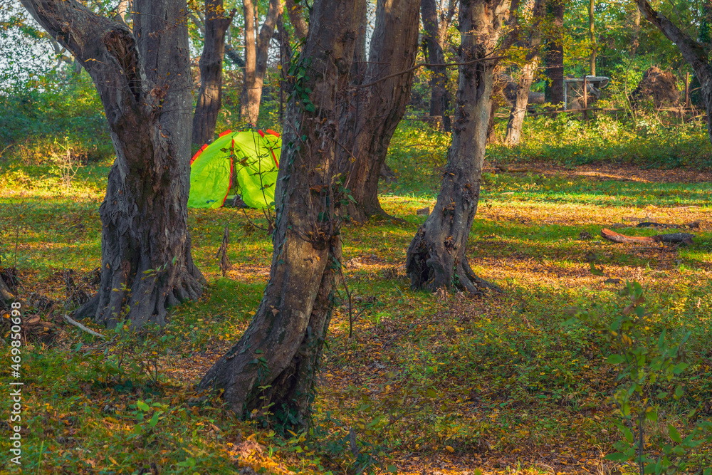 Beautiful autumn forest in the sunny day Beautiful autumn forest in the sunny day