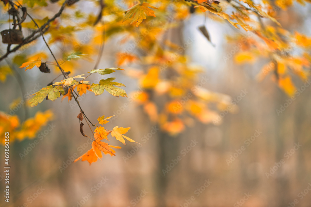 Yellow orange leaves during autumn season with warm sunlight. Fall park on blurry background. Beautiful nature scenic, relaxing, idyllic forest closeup, blurred landscape view. Colorful foliage bokeh Yellow orange leaves during autumn season with warm sunlight. Fall park on blurry background. Beautiful nature scenic, relaxing, idyllic forest closeup, blurred landscape view. Colorful foliage bokeh