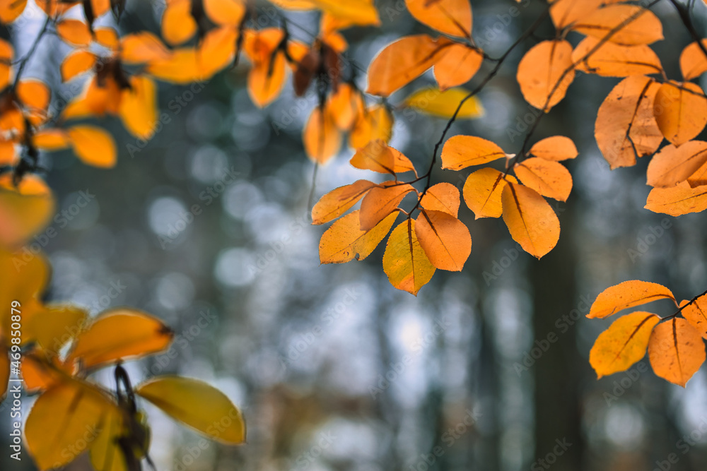 Yellow orange leaves during autumn season with warm sunlight. Fall park on blurry background. Beautiful nature scenic, relaxing, idyllic forest closeup, blurred landscape view. Colorful foliage bokeh Yellow orange leaves during autumn season with warm sunlight. Fall park on blurry background. Beautiful nature scenic, relaxing, idyllic forest closeup, blurred landscape view. Colorful foliage bokeh