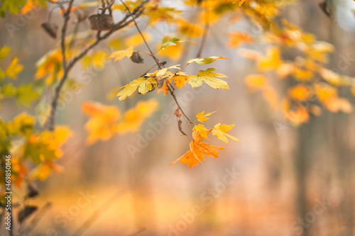 Yellow orange leaves during autumn season with warm sunlight. Fall park on blurry background. Beautiful nature scenic  relaxing  idyllic forest closeup  blurred landscape view. Colorful foliage bokeh