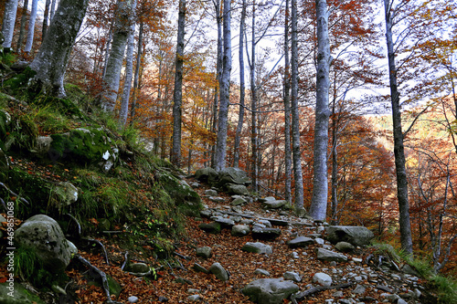 Beech tree forest foliage, Appennino National Park, Parma, Lagdei