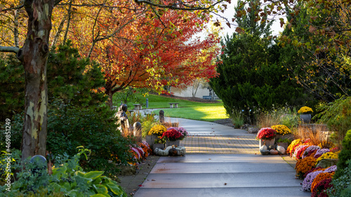 Colorful mums, autumn trees and scenic alley in Frederik Meijer gardens in Grand Rapids, Michigan photo