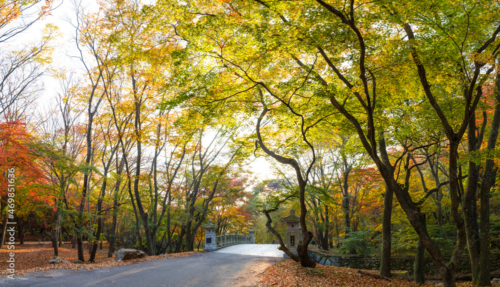 정읍 내장사 경내의 아름다운 가을 단풍