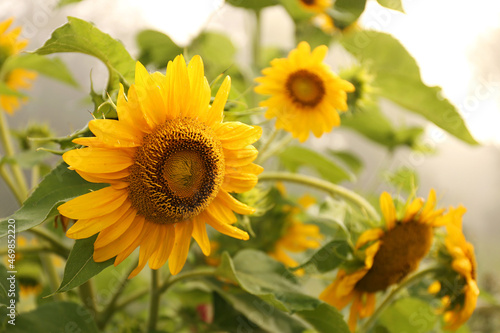 Large Common Sunflower Flower on Foggy Morning