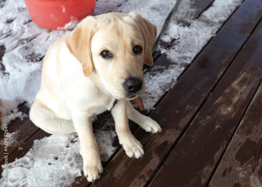Adorable labrador dog sitting on snowy wooden platform and looking at camera Adorable labrador dog sitting on snowy wooden platform and looking at camera