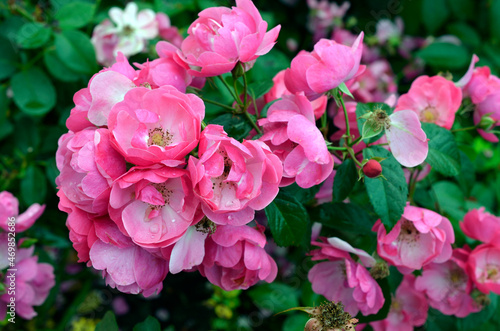 Tableau sur toile Bush rose buds and flowers close-up