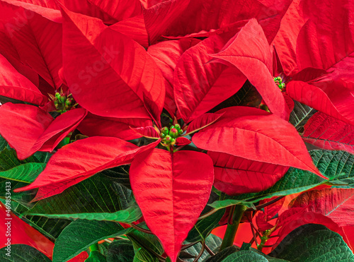 Red Christmas flower Poinsettia as a background. Wallpaper. Xmas symbol Euphorbia