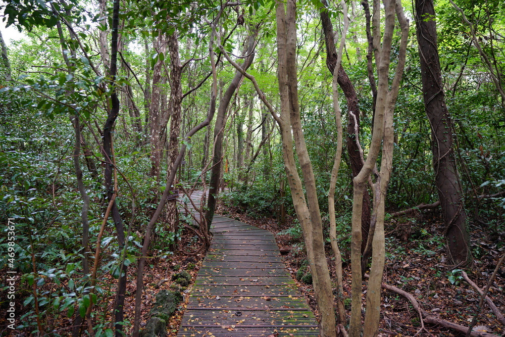 a refreshing autumn forest with a footpath a refreshing autumn forest with a footpath