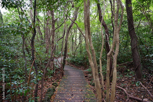 a refreshing autumn forest with a footpath