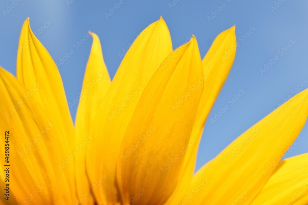 Obraz premium yellow sunflower on a blue background